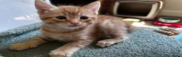 Mixed Breed cats for sale: Amiable mixed kittens  - Advert 7