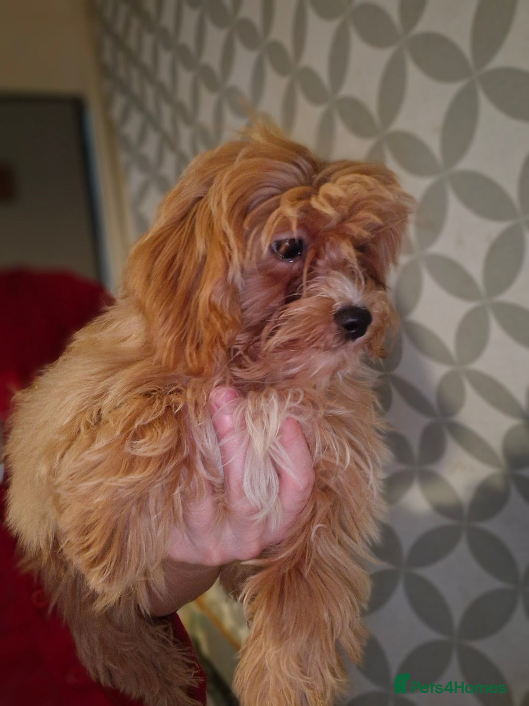 Maltipoo dogs for sale: Beautiful Maltipoo puppies  - Advert 3