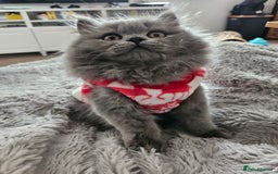 British Longhair cats for sale: Gorgeous GCCF long-haired British girl  - Image 21
