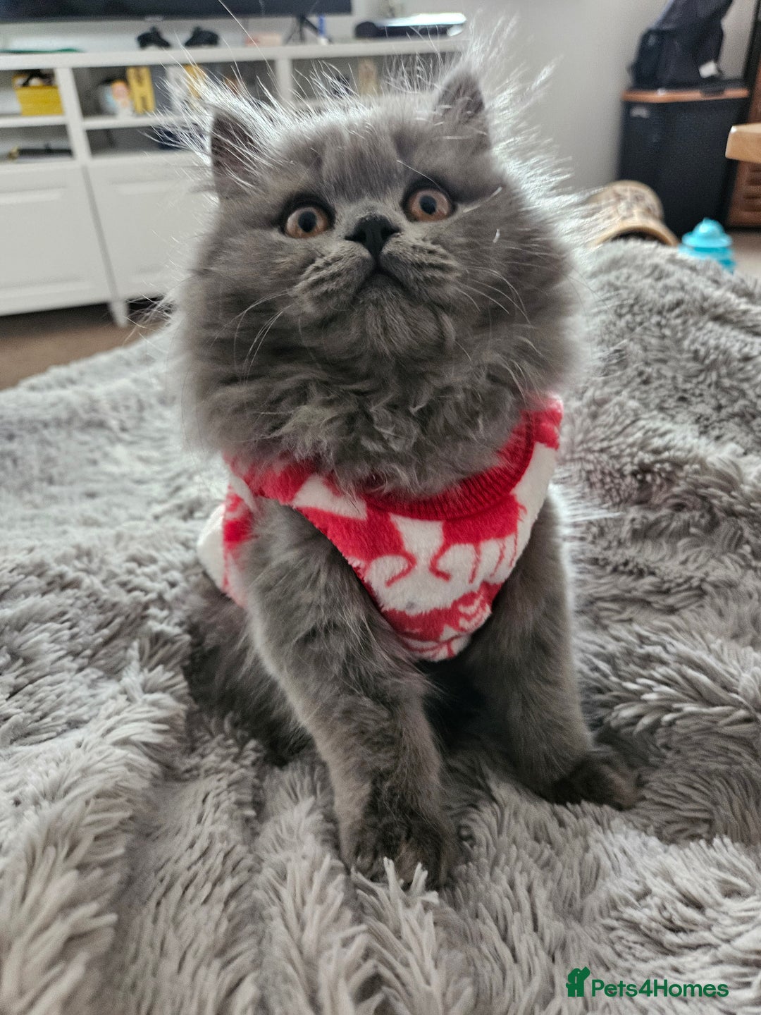 British Longhair cats for sale: Gorgeous GCCF long-haired British girl  - Image 21