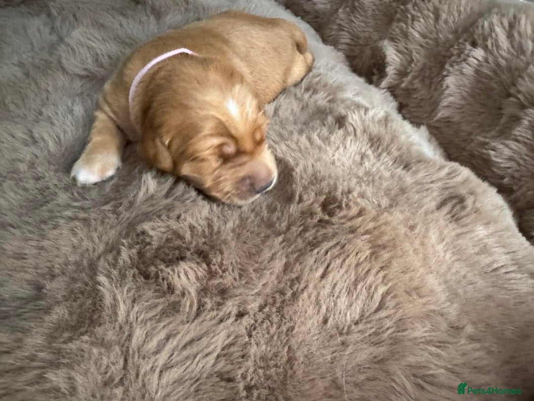 Golden Retriever dogs for sale: Golden retriever puppies  - Advert 17