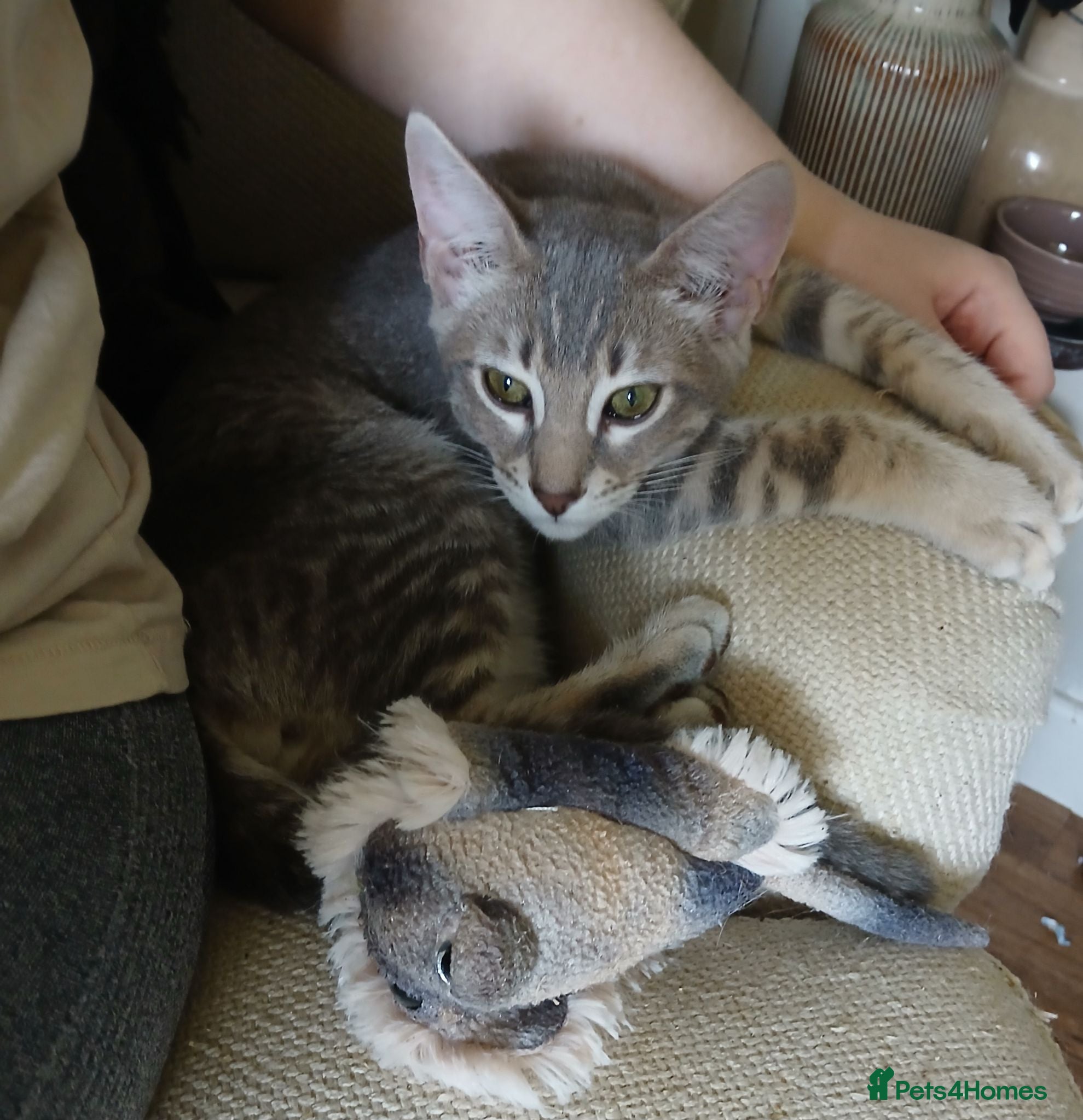 Bengal cats BLUE Bengal Boy | LAST OF HIS LITTER - Advert 13