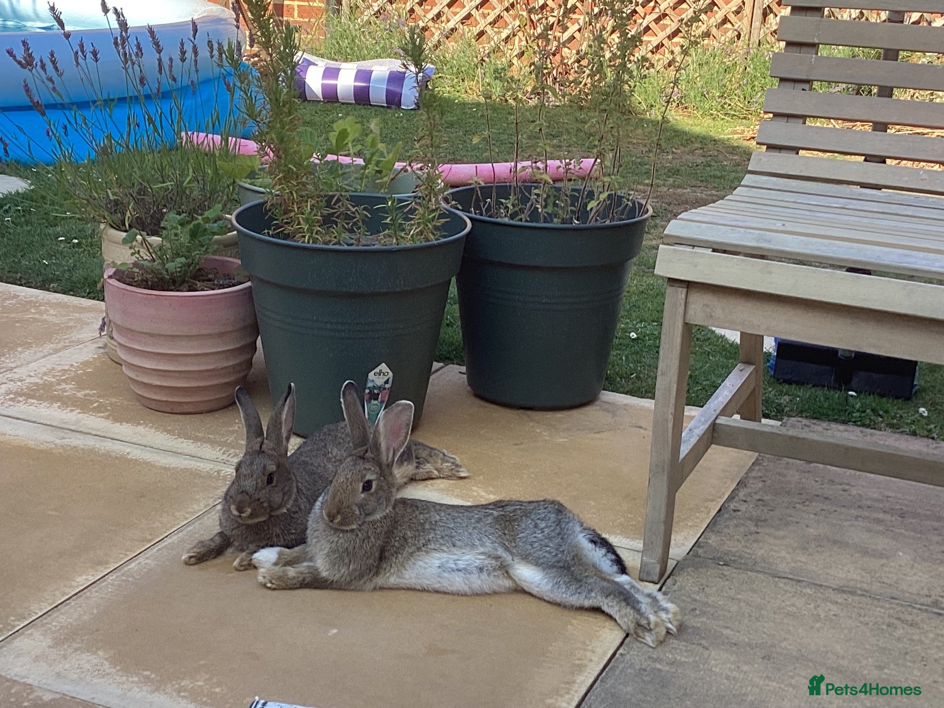 English rabbits Rabbit Pair  - Advert 1