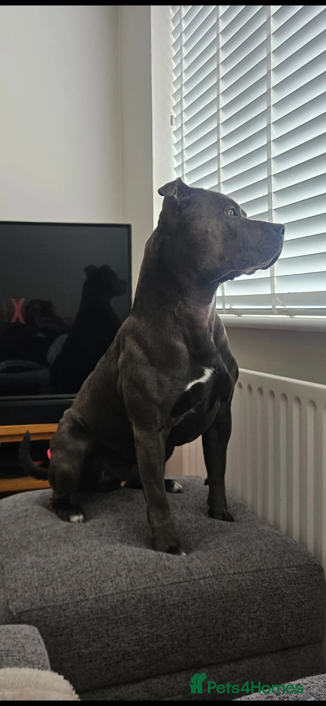 Staffordshire Bull Terrier dogs for stud:  Blu – The Ultimate Blue Gentleman in Godstone - Advert 12