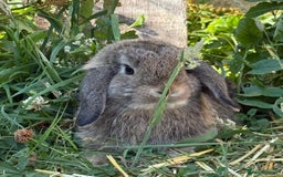 Mini Lop rabbits for sale: Male mini lop for sale - Advert 5