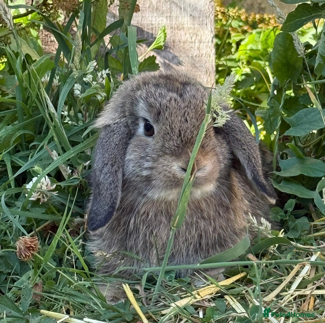 Mini Lop rabbits for sale: Male mini lop for sale - Advert 5