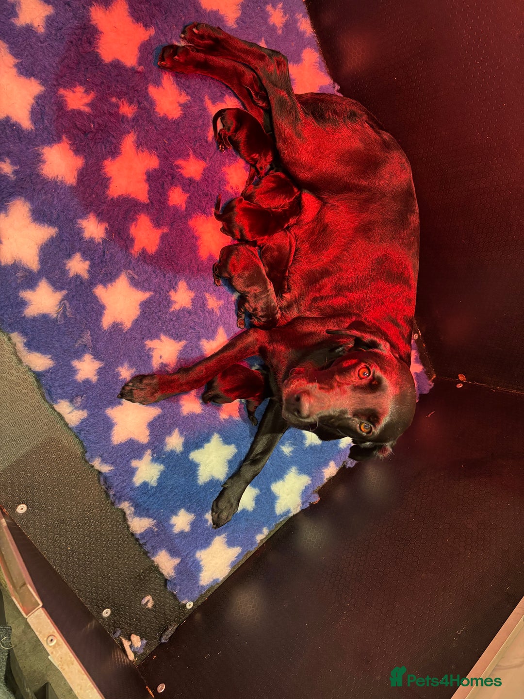 Labrador Retriever dogs for sale: Kc black Labrador puppies - Advert 9