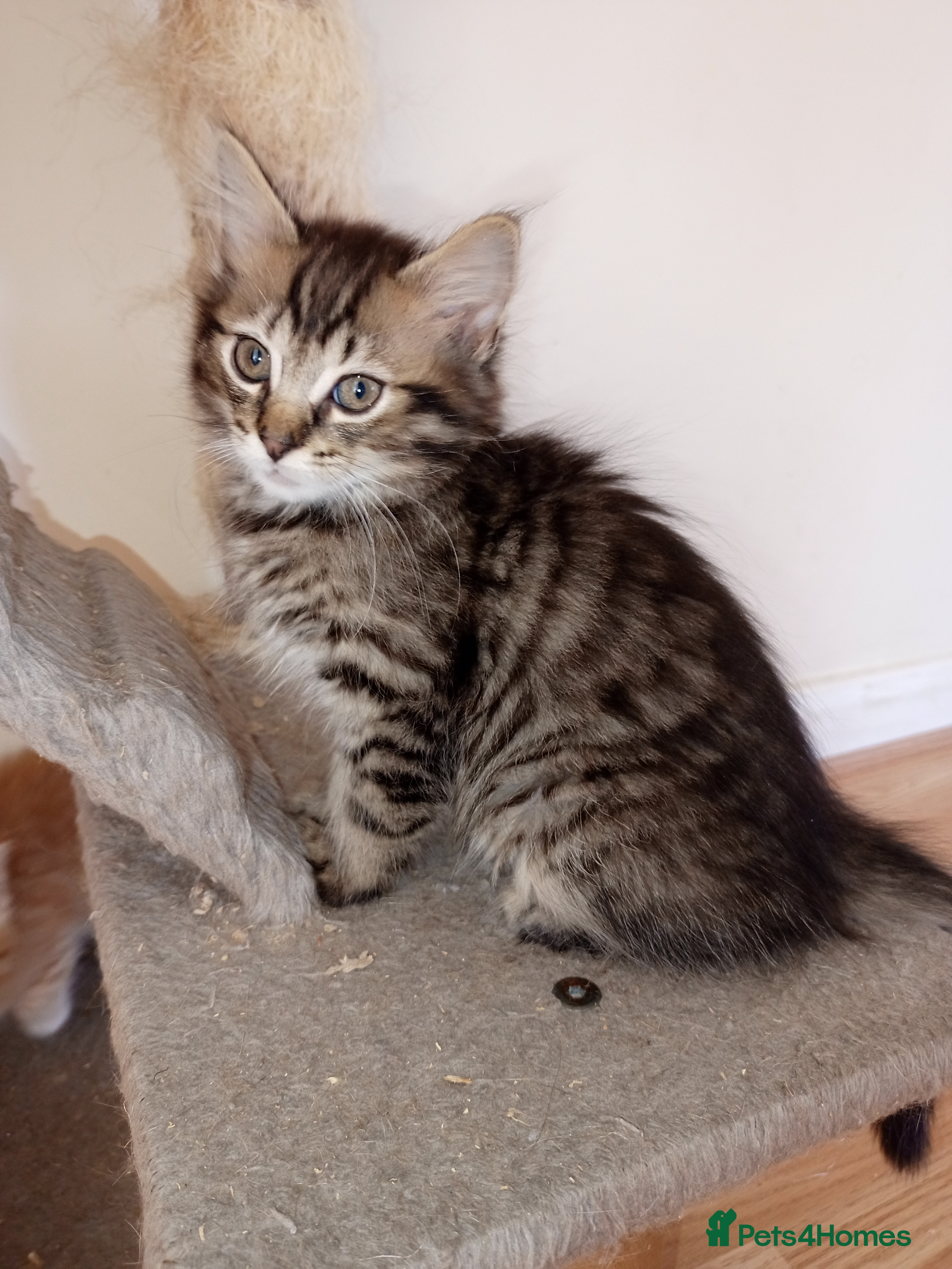 Mixed Breed cats 🐱 Beautiful Kittens - Ready Now  - Advert 18