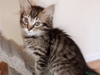 Mixed Breed cats 🐱 Beautiful Kittens - Ready Now - Advert 1