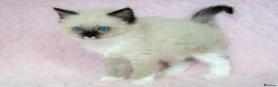 Ragdoll cats for sale: Stunning Ragdolls Ready Now. - Advert 8