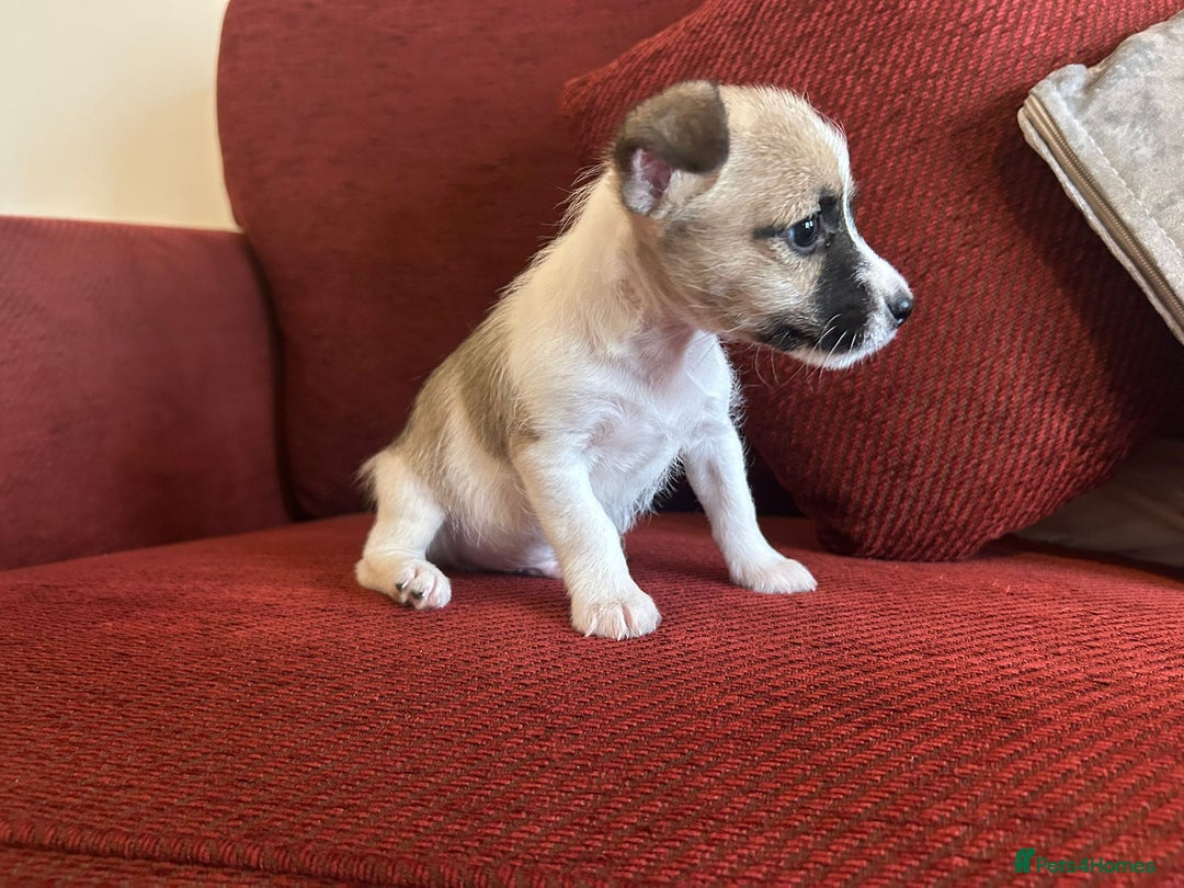 Jack Russell dogs for sale: Beautiful Jack Russel Puppies  - Image 6
