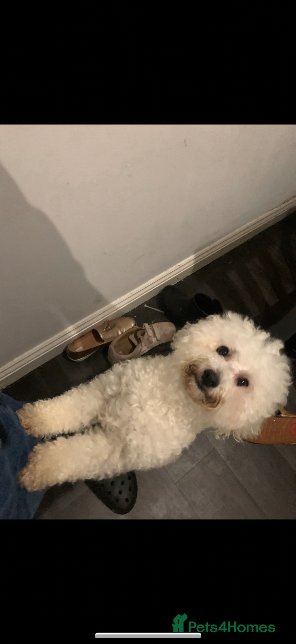 Bichon Frise dogs Adorable Bichions Frise - Advert 1