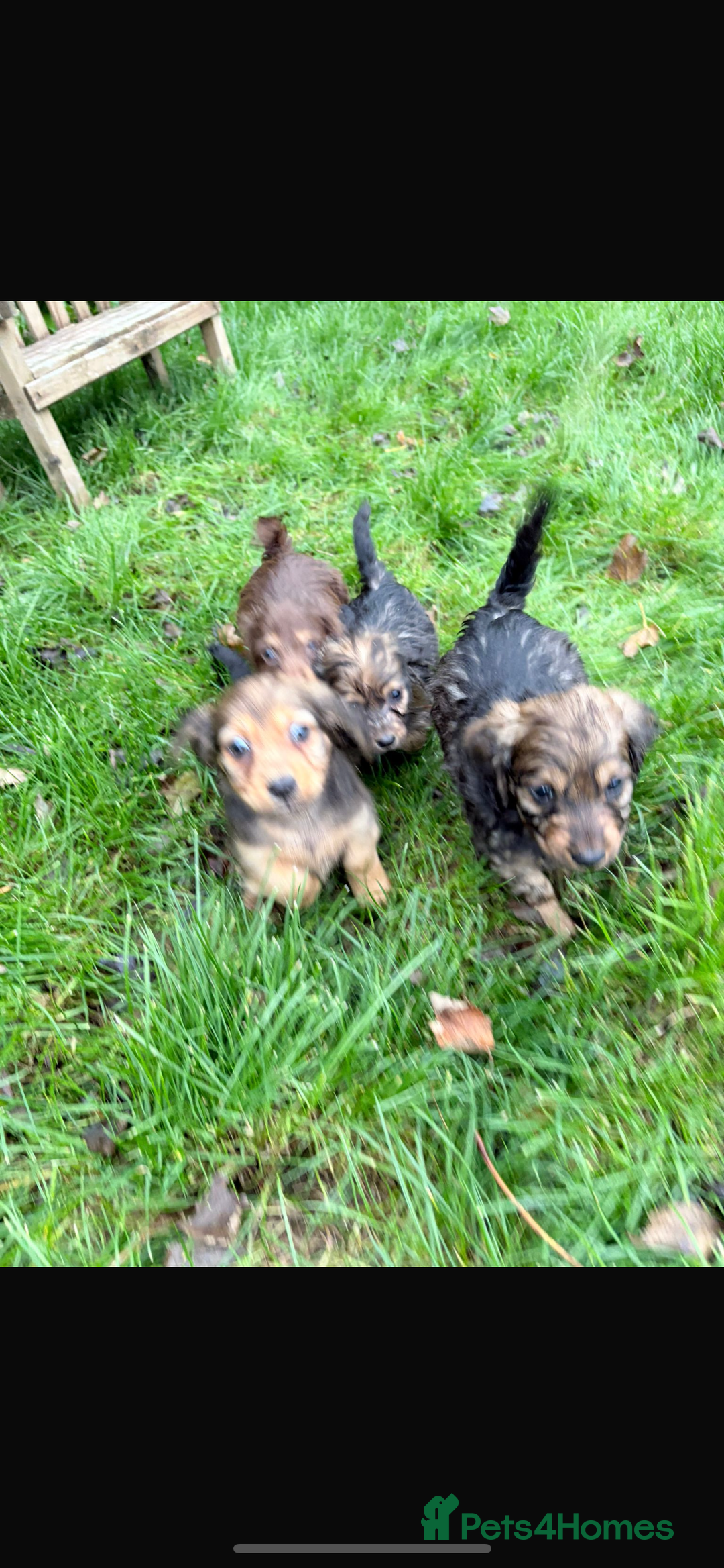 Mixed Breed dogs for sale: Dachshund x Jack pussell - Image 18