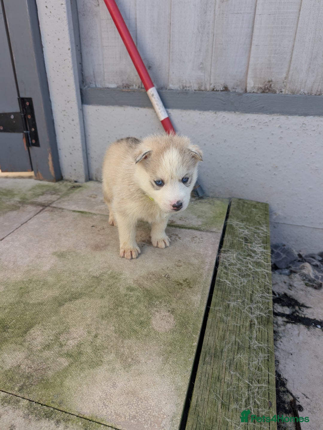 Siberian Husky dogs for sale: 5 Syberrian Husky puppies - Image 6