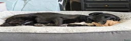 Mixed Breed dogs for adoption: 🏡 Carla ❤️ Ready for Forever - Advert 3