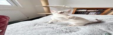 Bengal 3