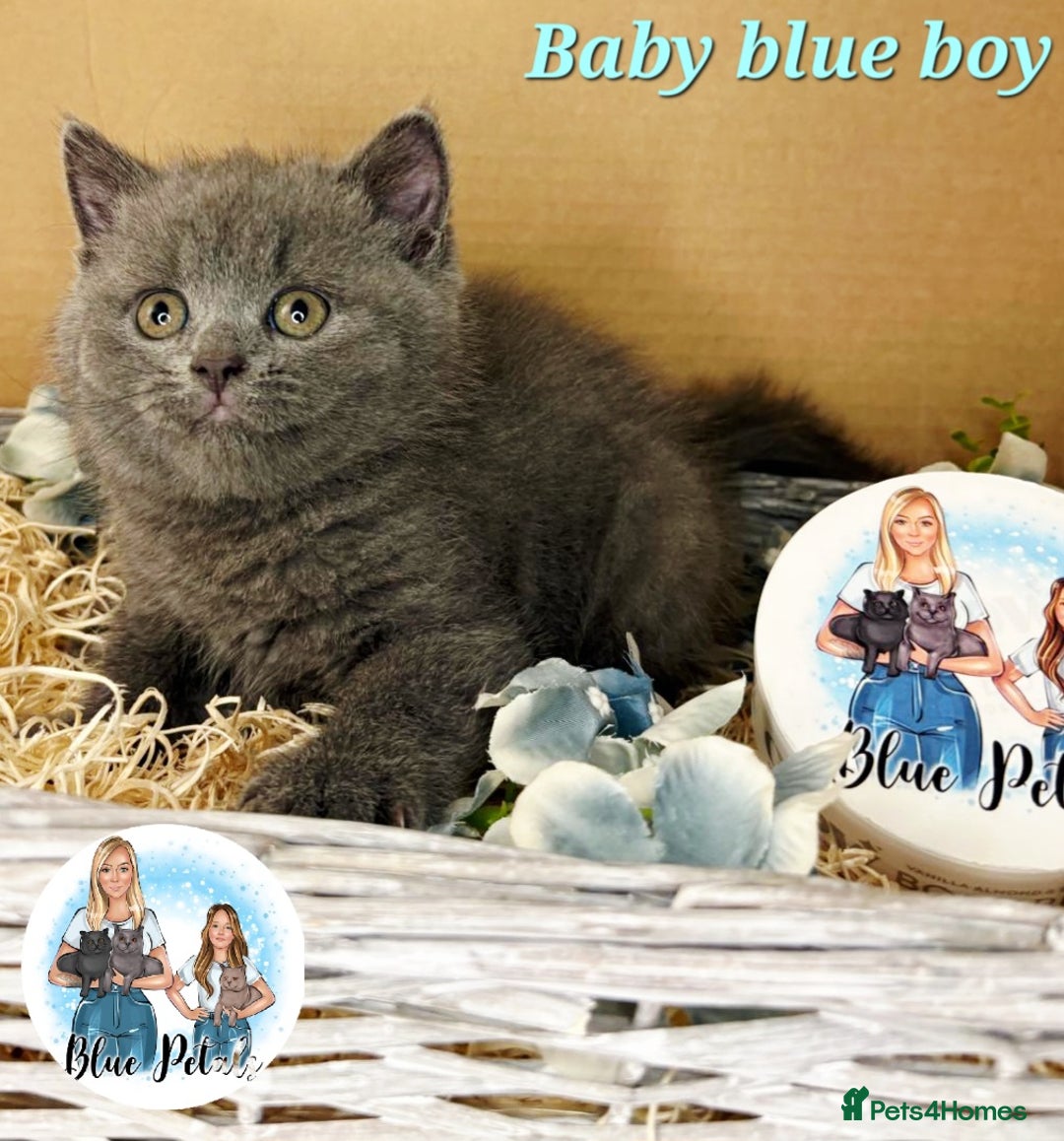British Shorthair cats for sale: 4 beautiful British short hairs available  - Advert 6