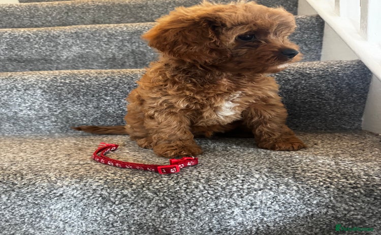 Cavapoo dogs - Advert 2