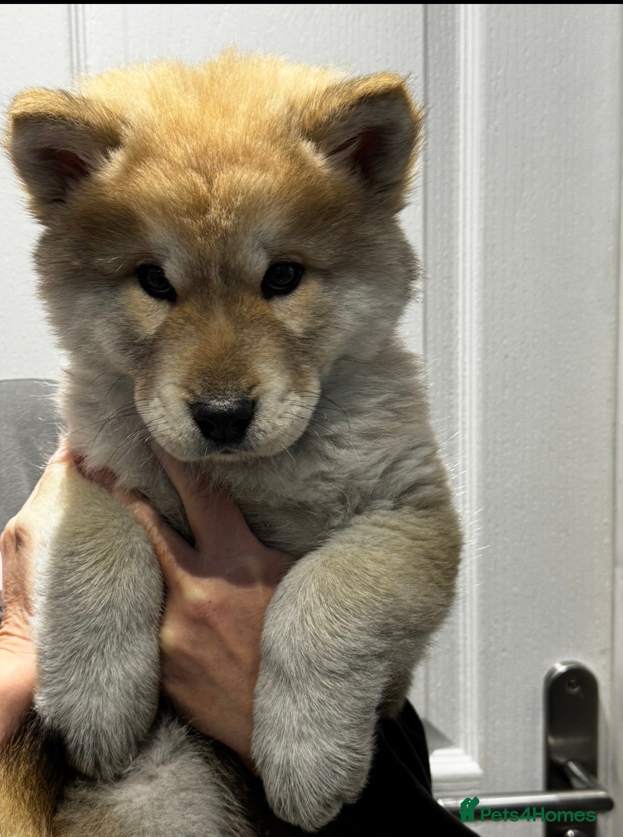 Mixed Breed dogs Chowski puppies for sale  - Advert 14