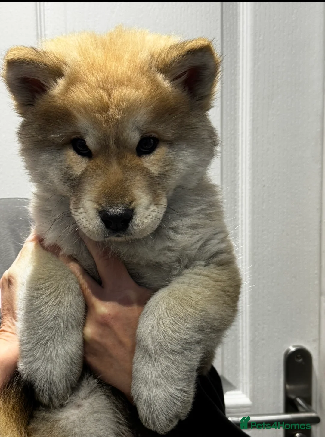 Mixed Breed dogs for sale: Chowski puppies for sale  - Advert 1