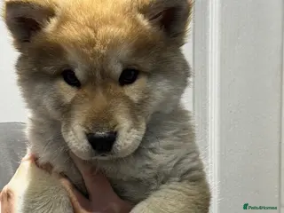 Mixed Breed dogs Chowski puppies for sale - Advert 11
