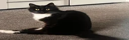Mixed Breed cats for sale: Beautiful black and white cat Prin for rehoming in Bury Saint Edmunds - Advert 8