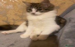 Mixed Breed cats for sale: FOR SALE!! cats and kittens x - Image 8