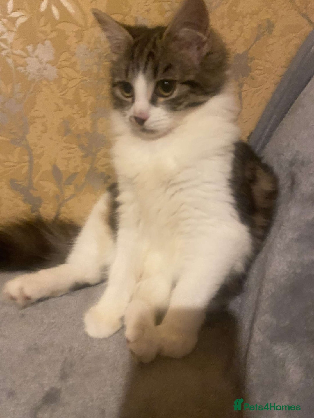 Mixed Breed cats for sale: FOR SALE!! cats and kittens x - Image 8