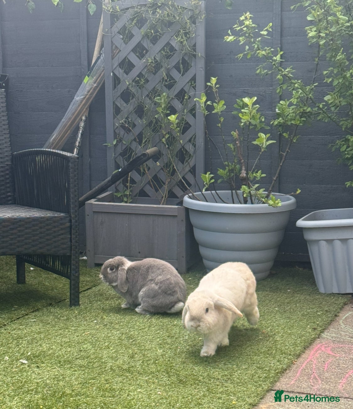 English Lop rabbits Clover and Lavender  - Advert 1