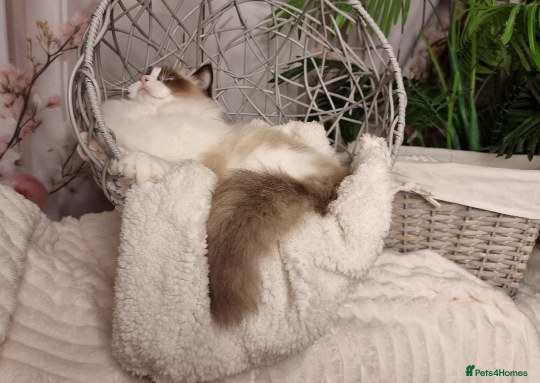 Ragdoll cats for sale: Quality Tica reg Ragdoll kittens  - Advert 29