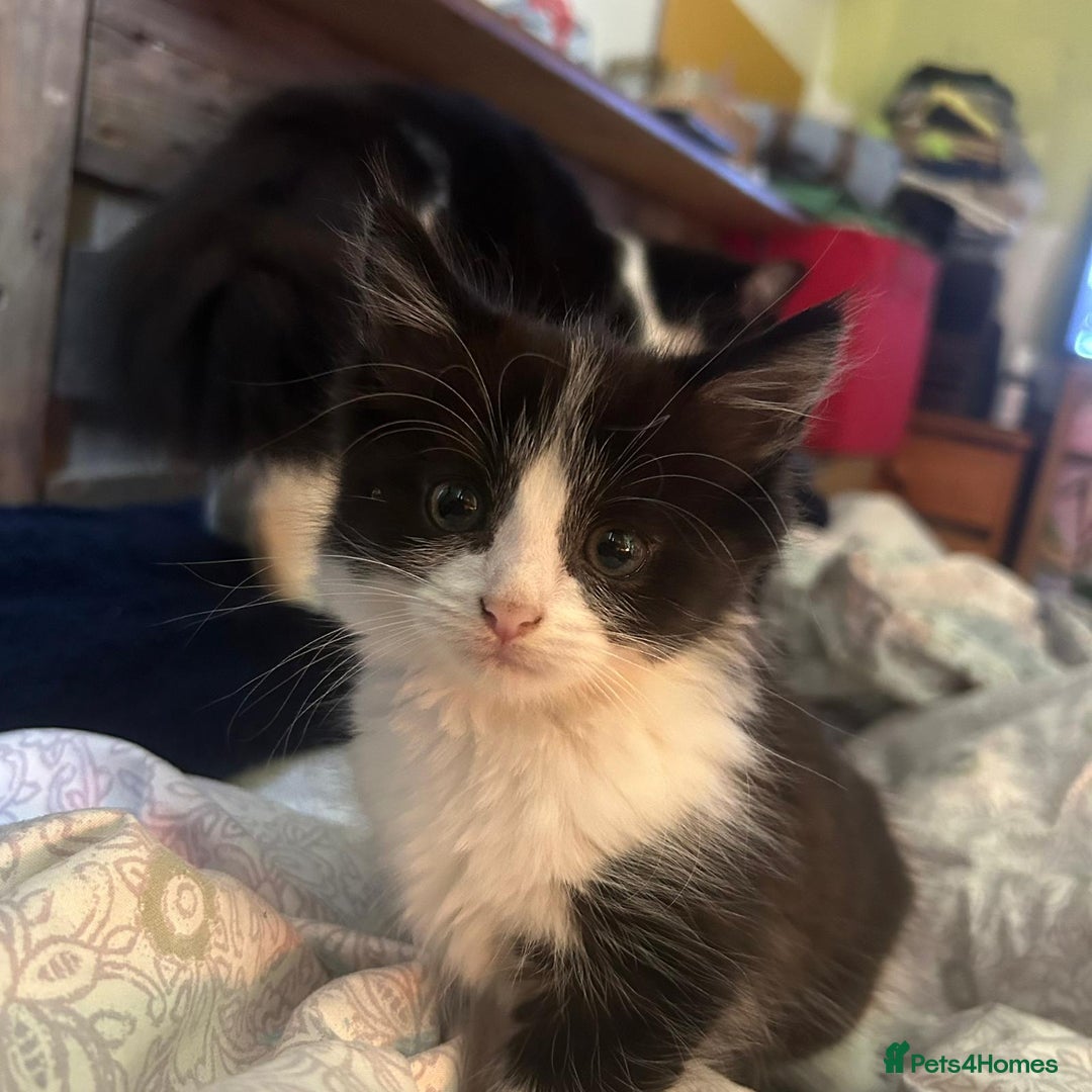 Mixed Breed cats for sale: Male long hair mixed breed kitten - Image 1