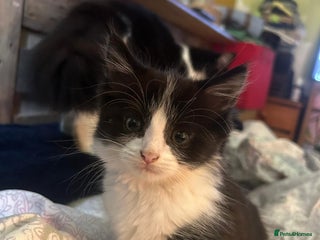 Mixed Breed cats - Advert 25