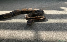 Python Snake reptiles for sale: assumed female ball python - Image 2