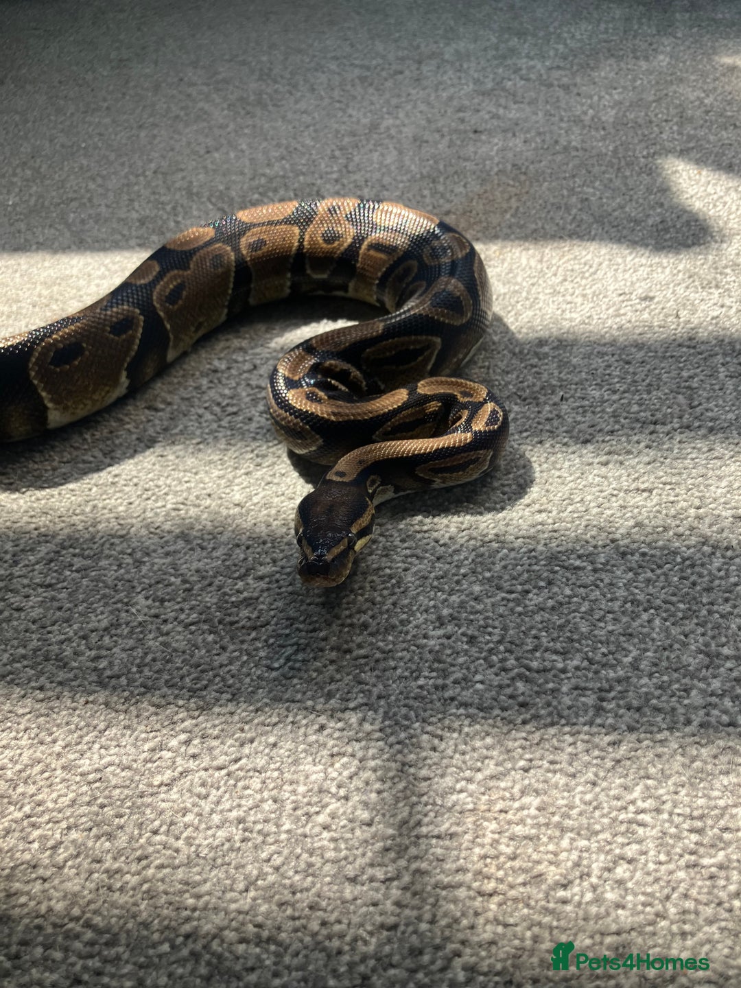 Python Snake reptiles for sale: assumed female ball python - Image 2
