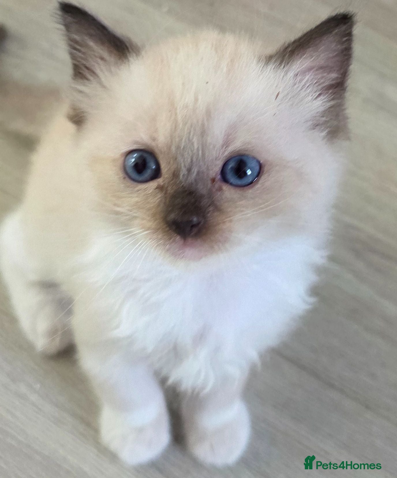 Ragdoll cats 🔹️🔹️ Ragdolls kittens,1 Male available 🔹️🔹️🔹️ - Advert 2