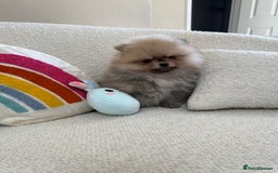 Pomeranian dogs for sale: STUNNING TEDDY BEAR POM 🐻  - Image 9