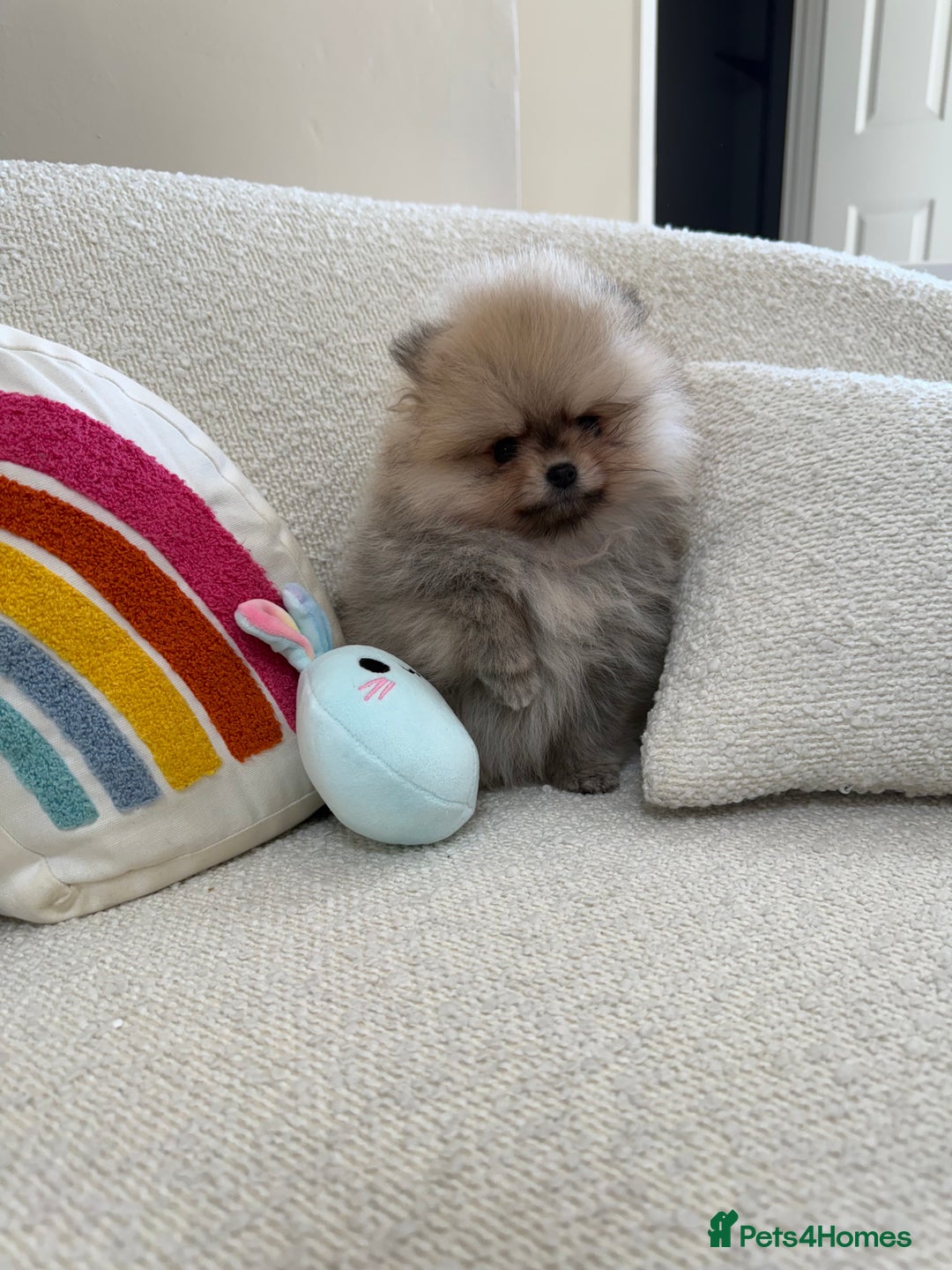 Pomeranian dogs for sale: STUNNING TEDDY BEAR POM 🐻  - Image 9
