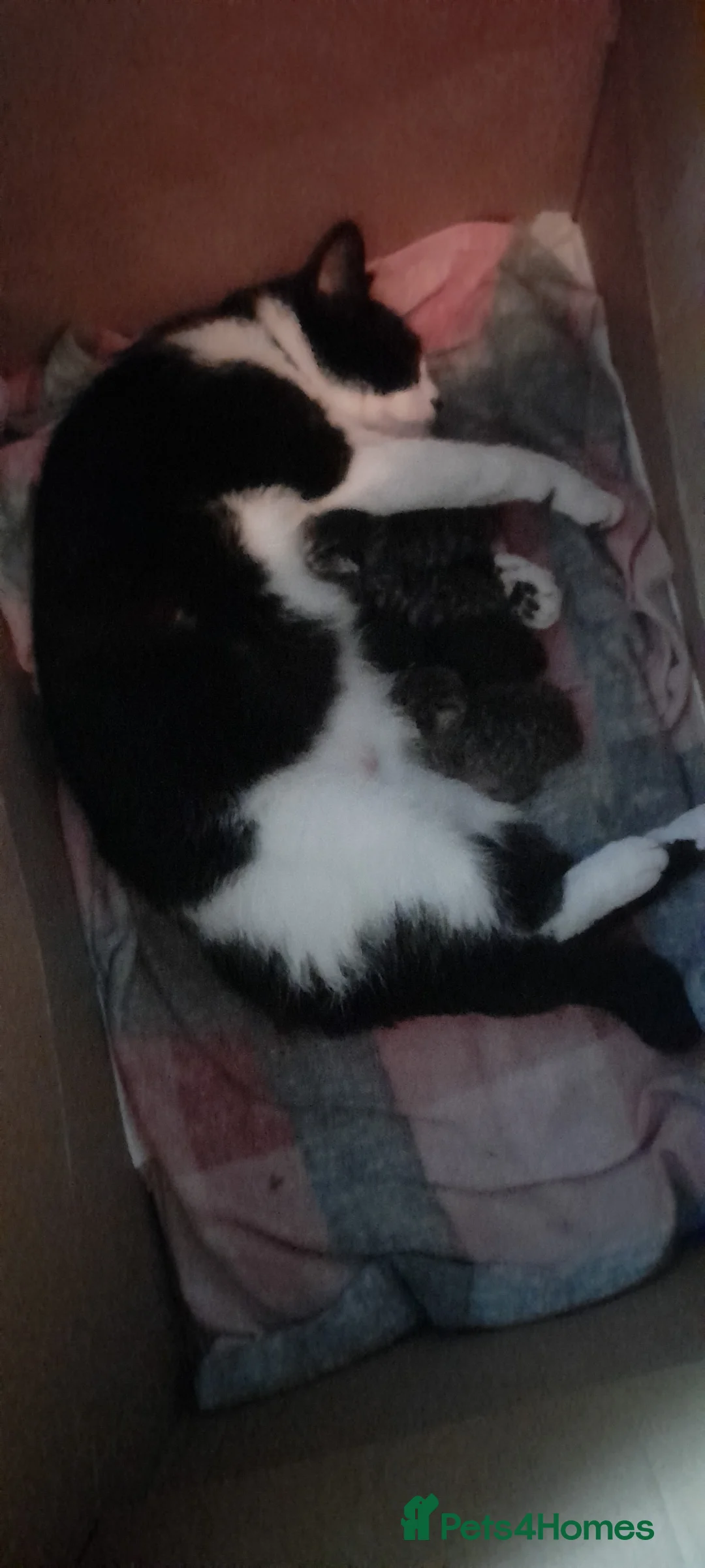 Mixed Breed cats for sale: Five gorgeous kittens  - Advert 2