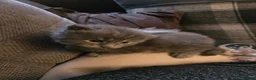 Maine Coon cats for sale: Maine coone  in Dukinfield - Advert 10