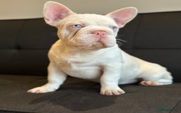 French Bulldog dogs for sale: Pink and white koi male with blue eyes  - Advert 1