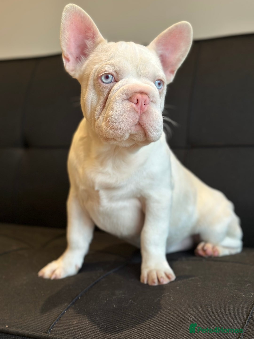 French Bulldog dogs for sale: Pink and white koi male with blue eyes  - Advert 1