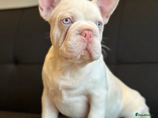 French Bulldog dogs - Advert 11