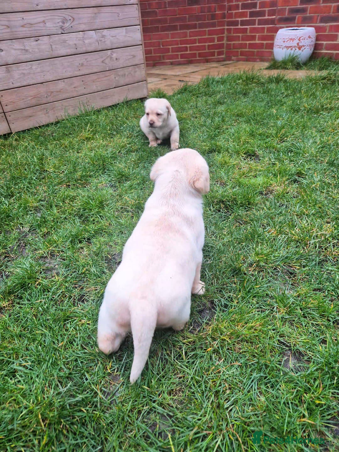 Labrador Retriever dogs for sale:  Ready for Their Forever Homes - Advert 10