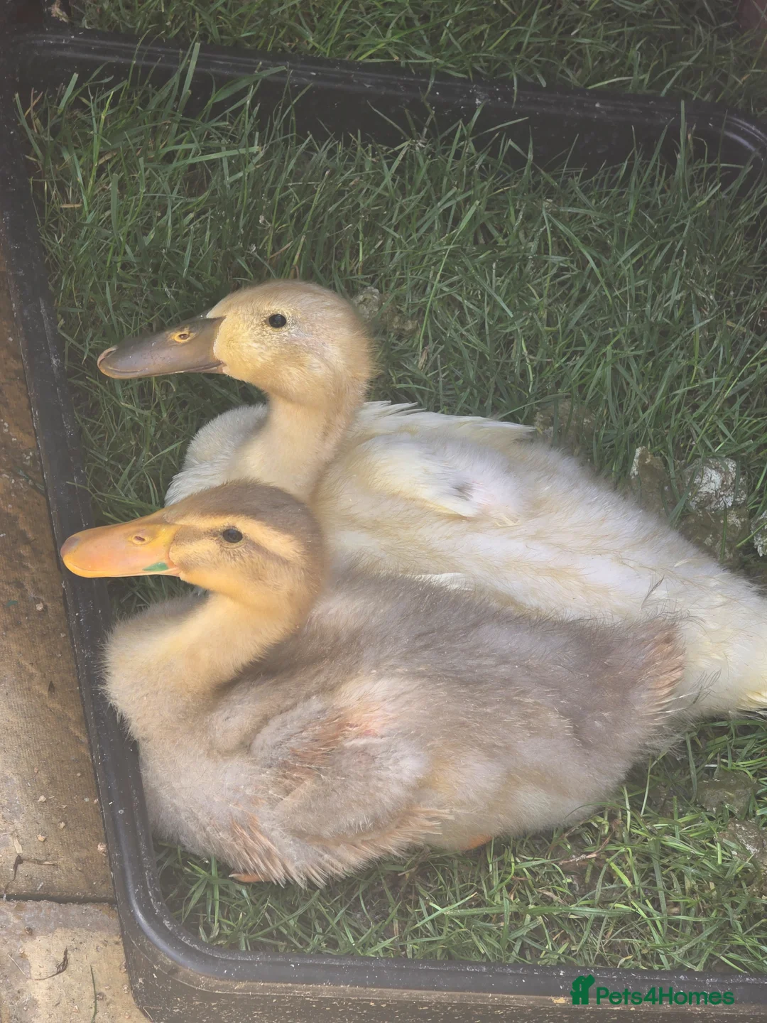 Ducks poultry for sale: Runner duckling and house  in St Albans - Advert 1