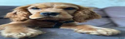 Cocker Spaniel dogs for sale: 12 month cocker spaniel  - Advert 4