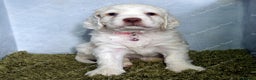 Clumber Spaniel dogs for sale: Pedigree KC Clumber Spaniel Puppies - Advert 12