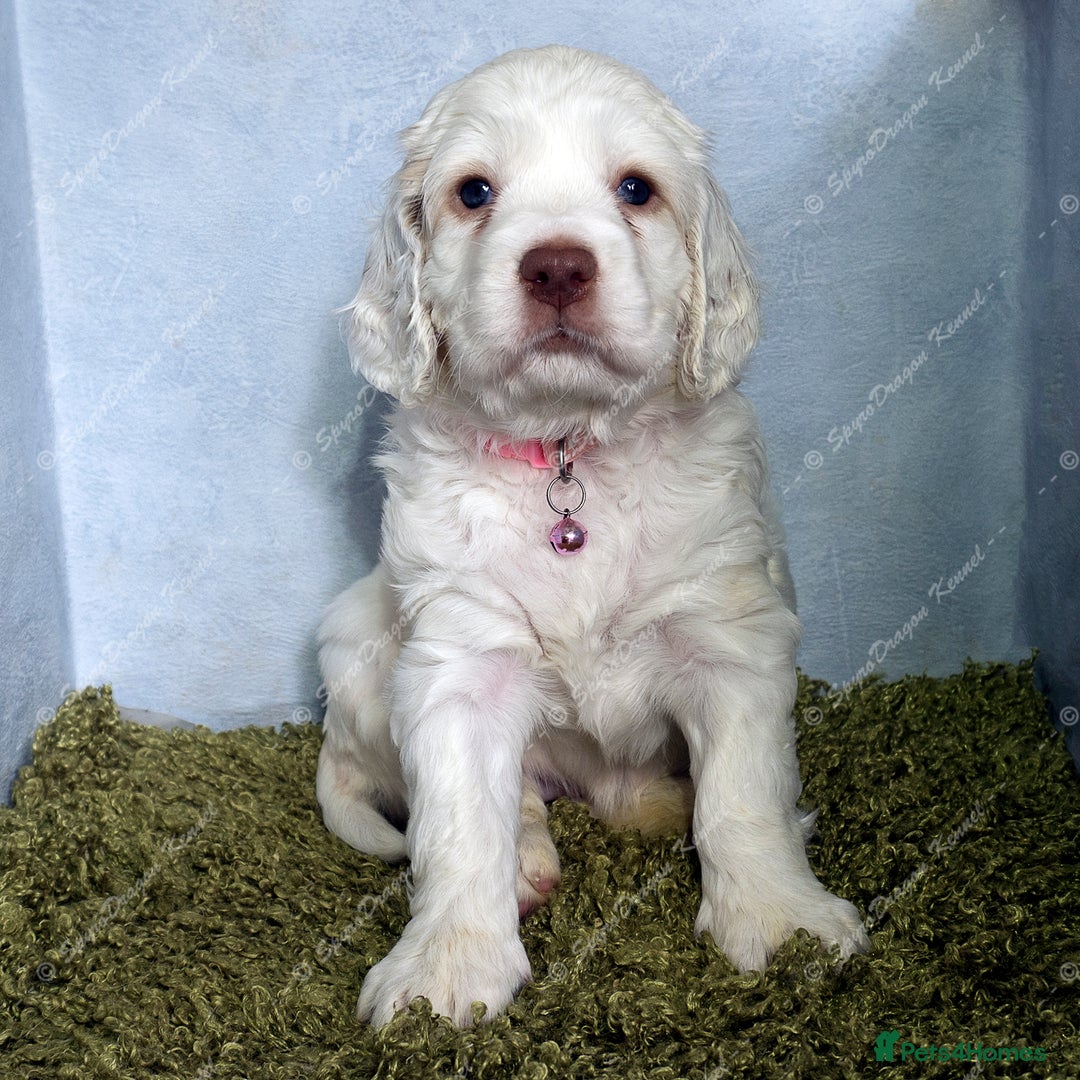 Clumber Spaniel dogs for sale: Pedigree KC Clumber Spaniel Puppies - Advert 12