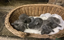 Mini Lop rabbits for sale: Gorgeous pure bred mini lops for sale  - Image 1