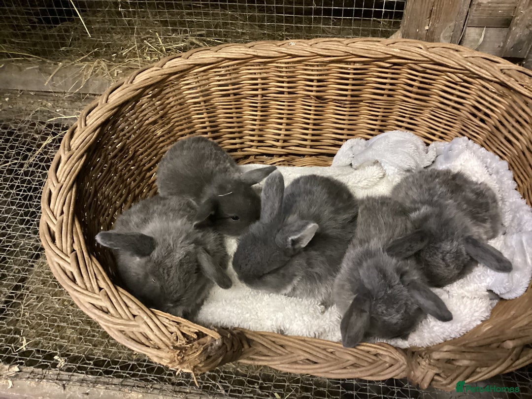 Mini Lop rabbits for sale: Gorgeous pure bred mini lops for sale  - Image 1