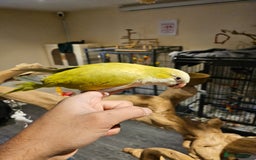 Budgerigars birds for sale: Beautiful Lime Green Quaker for sale!!! - Image 4